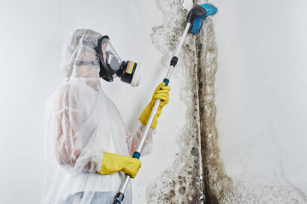 Best Certified Mold Removal  in High Point, NC