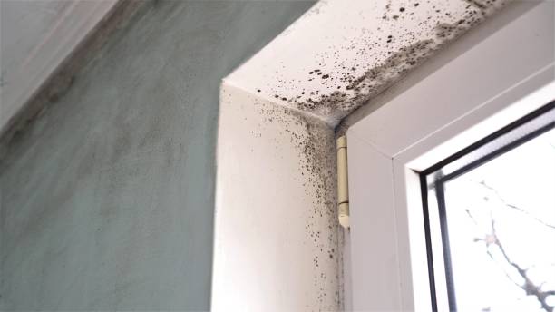 Best Toxic Mold Removal  in High Point, NC