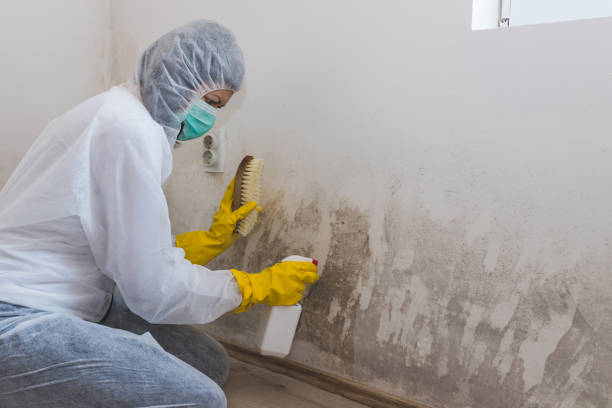 Best Affordable Mold Removal  in High Point, NC