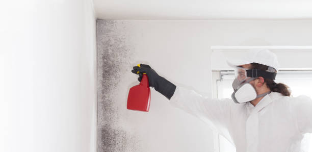 Best Black Mold Removal  in High Point, NC