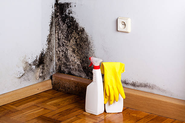 Best Office Mold Removal Services  in High Point, NC