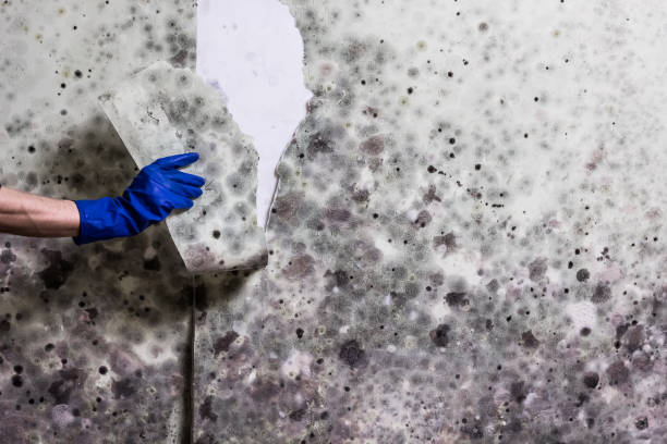 Best Residential Mold Removal  in High Point, NC
