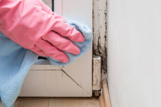 Best Local Mold Removal Service  in High Point, NC