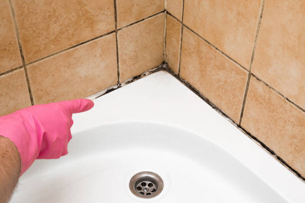 Best Same-Day Mold Removal  in High Point, NC